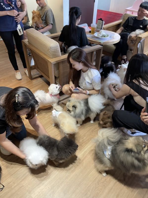 森林小徑大墩店對寵物超友善